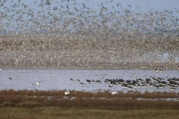 Eastern Daily Press: Among the flock are red knots and avocets