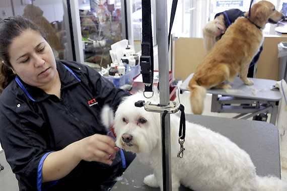 Animal groomer Jennifer Escobar gives Cookie her summer haircut at the Petco in the Van Nuys section of Los Angeles. Trim, but don’t give your dog a crew cut or such a close shave that it takes away protection from the sun. Dogs can get sunburn and skin cancer, so never cut fur shorter than an inch. (AP Photo/Richard Vogel)