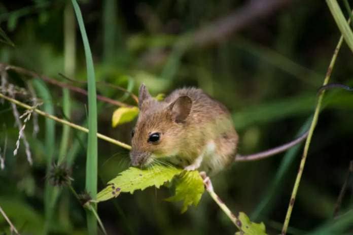 Lancashire Telegraph: The RSPCA urges people to be aware that placing traps, snares or poisons in a place where they might catch a fat dormouse (Glis glis) is illegal