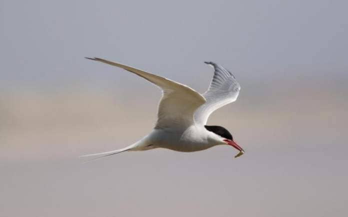 The Herald: An Arctic Tern 
