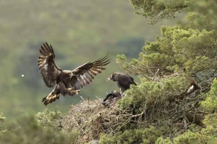 The Herald: A Golden Eagle in the Cairngorms