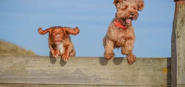 Leap Frogs - Sophie's winning photo of Pepper and Mabel. (Photo by Sophie Green)