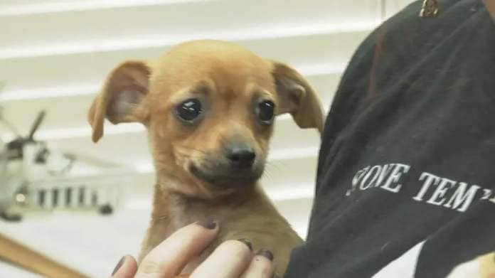 Chihuahuas recused from central Texas seek foster and forever homes in the Brazos Valley