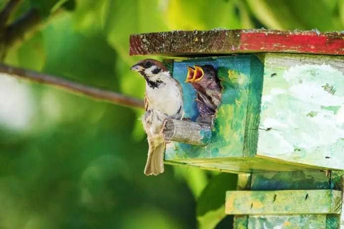 Three sparrows sit on or in a birdhouse