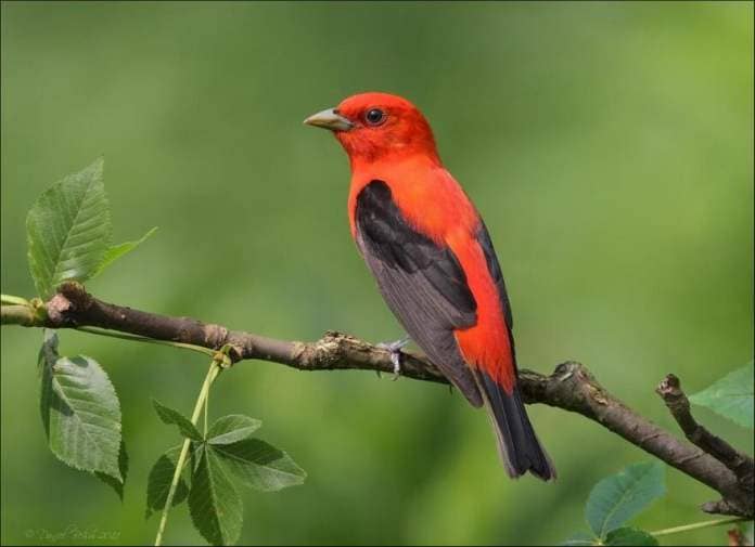 Scarlet tanagers are the poster bird for the Bird-friendly maple program. They travel from Vermont and other parts of the eastern U.S. in the summer to the tropical rainforest in South America for the winter.