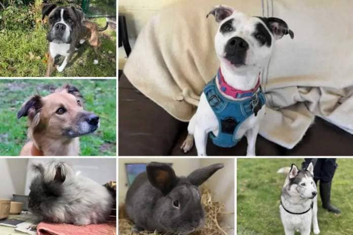 Can you give any of these Dorset RSPCA pets a home? <i>(Image: RSPCA)</i>
