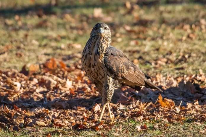 This is the great black hawk that appeared in a Maine park, far from his normal territory in South American and coastal Mexico. 