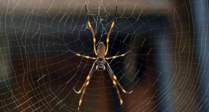 A Golden Orb Weaving spider in a web.