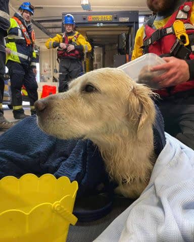 <p>Douglas Coastguard Rescue Team</p> The golden retriever pulled from the harbor after their rescue