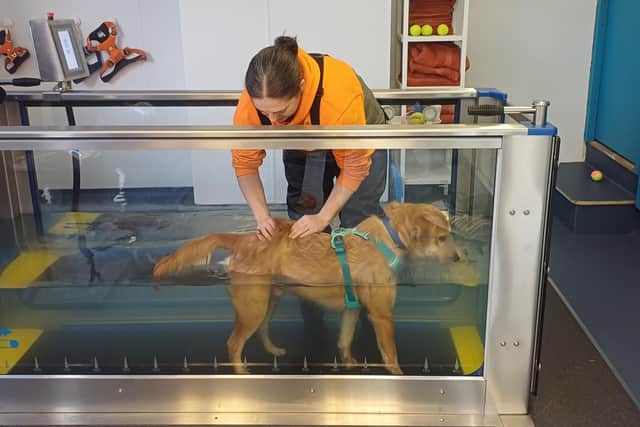 Ronnie, who is being cared for by RSPCA Lancashire East, having hydrotherapy with Amy Taylor.