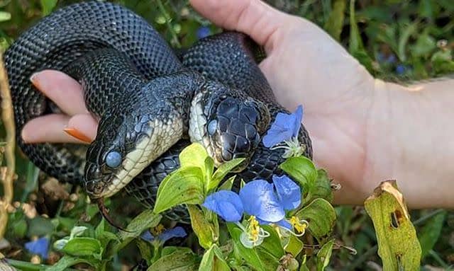 <p>Missouri Department of Conservation</p> Tiger-Lily the two-headed western rat snake