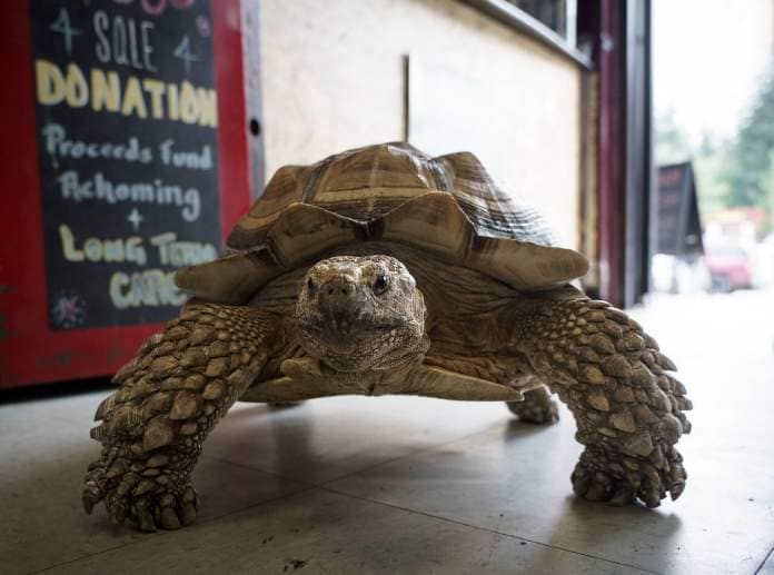 Raja the free-range tortoise is a beloved and permanent fixture of Critters and Co. (Photo by David Welton)