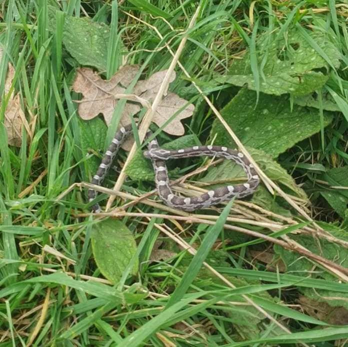 East Anglian Daily Times: The snake was found hiding in the grass