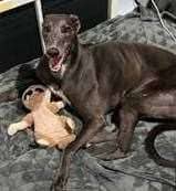 Ex-racer greyhound Bella after being rehomed by Blue Cross. Picture Blue Cross