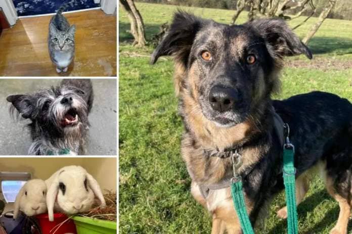 Could you give any of these Sussex pets a home? <i>(Image: RSPCA)</i>