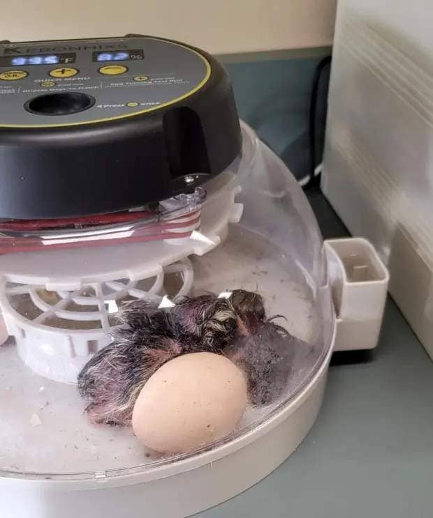 A chick hatches in an incubator