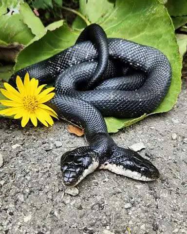 <p>Missouri Department of Conservation</p> Tiger-Lily the two-headed snake