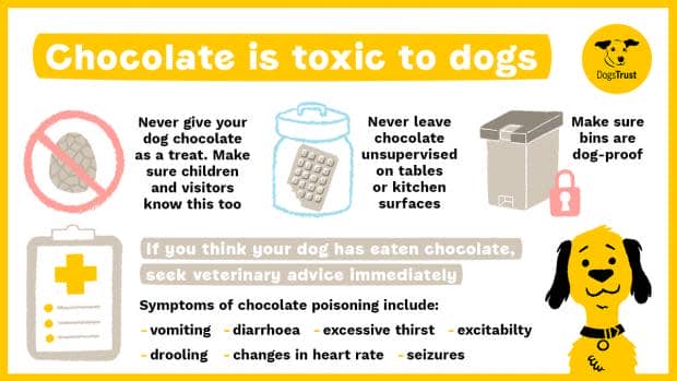 The Bolton News: Some helpful information on dogs and chocolate from Dogs Trust.