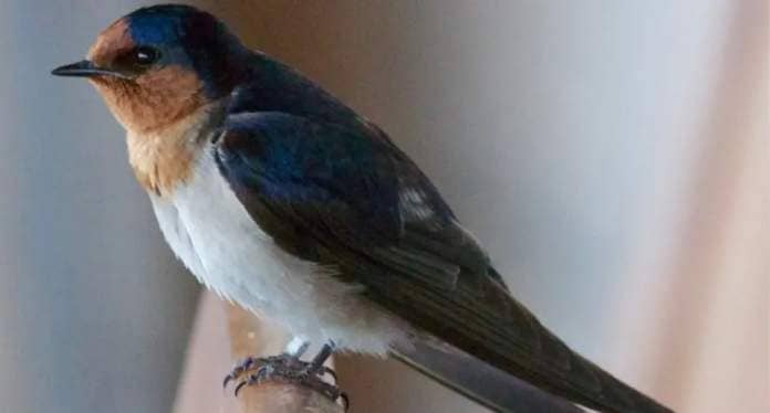 The welcome swallow is seen here, as the Cumberland Resort abandons plans to kill a colony which occupies its car park. 