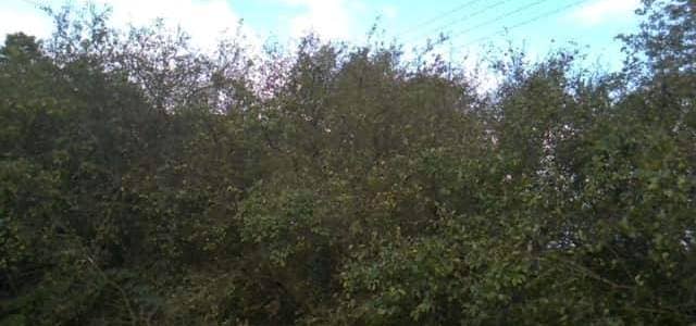 Ault Hucknall Parish Council have expressed their concerns over the potential impact of proposed tree works on wildlife in the area – particularly on birds and bats nesting in the trees.