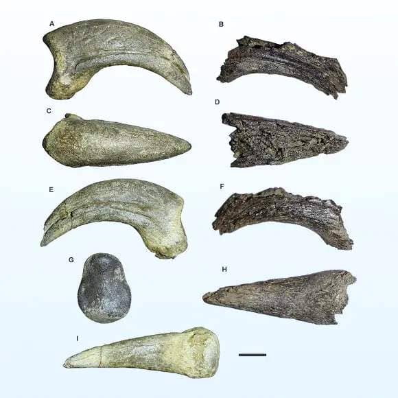 The fossilized phalanges of an ancient cariamiform bird from Seymour Island, Antarctica. Scale bar - 10 mm. Image credit: Carolina Acosta Hospitaleche & Washington Jones, doi: 10.26879/1340.