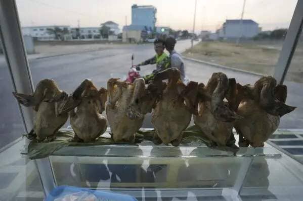 Local boys drive a motorcycle passing a grilled chickens are on sale in a shop outside Phnom Penh, Cambodia, Monday, Feb. 12, 2024. Cambodia reports a new bird flu case, the brother of a 9-year-old who died of the virus last week. (AP Photo/Heng Sinith)