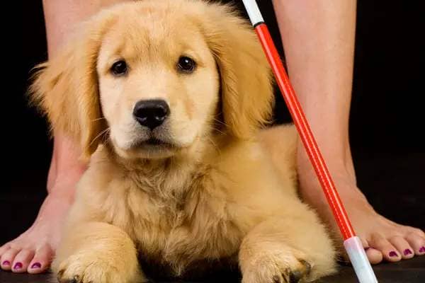 Puppy in training as service dog by Shutterstock.