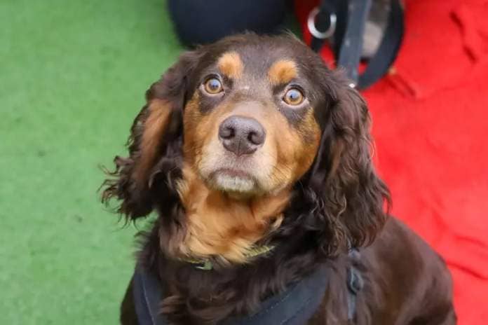 Briar is a 2 1/2 year old Spaniel. He is a worried boy and needs owners who can give his confidence a boost. For this he will need an enclosed garden as walking may be out of the question initially. He needs slow introductions to the outside world and a gradual build up to walking but he will get there in the right hands. Briar would be better in a quiet adult only home and the only pet, he could have walking friends.