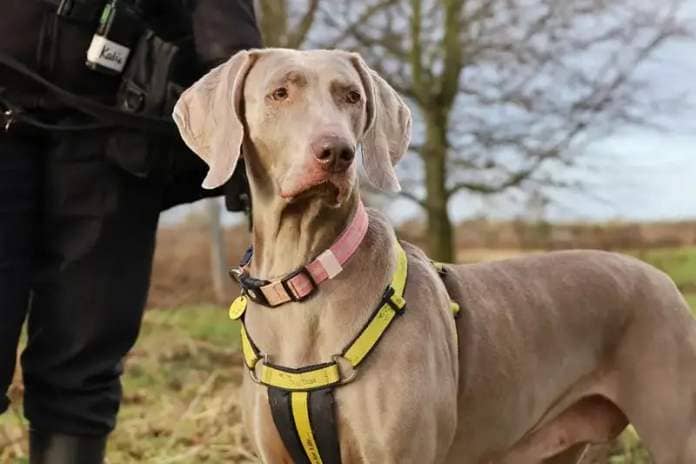 Summer is a gorgeous 6yr old Weimaraner who is looking for a new home through no fault of her own. She is fun, friendly and LOVES being around people. She'll be fine with older kids but as she's a little wary of other dogs she needs to be the only pet in her new home and will be best walked in quieter areas initially. She's a good girl though and doesn't look for any trouble.
