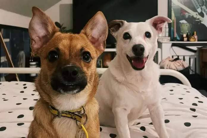 Maple (on the left) still has a lot to learn and would benefit from a household willing to further his training and socialisation. Being a Terrier, Maple loves to go out on walks and LOVES to play with toys and other dogs. He would benefit from having his own garden to run around in during the day and have somebody around to help settle him in. Maple will be better suited to older children, secondary school age , who are dog savvy.