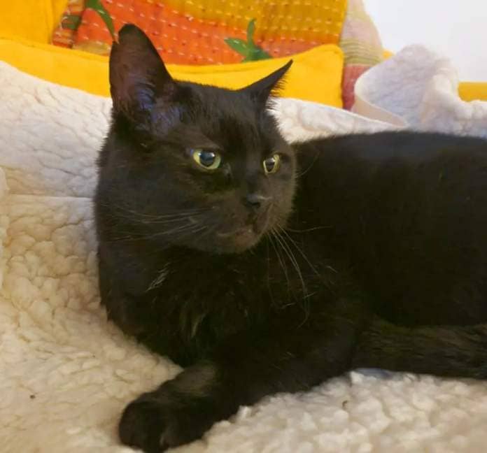 Eastern Daily Press: An eight-year-old cat named after the newsreader Sir Trevor McDonald has been forced to spend nearly a year in care at Cats Protection, in Downham Market