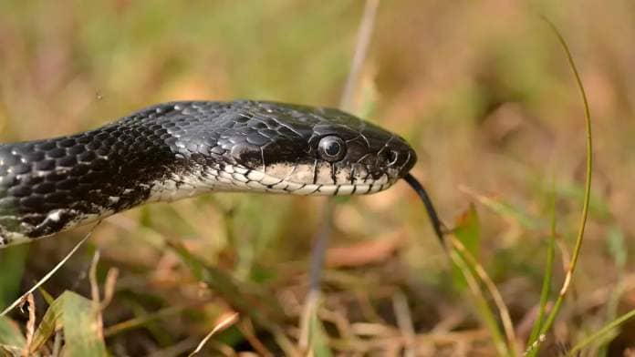 regular western rat snake