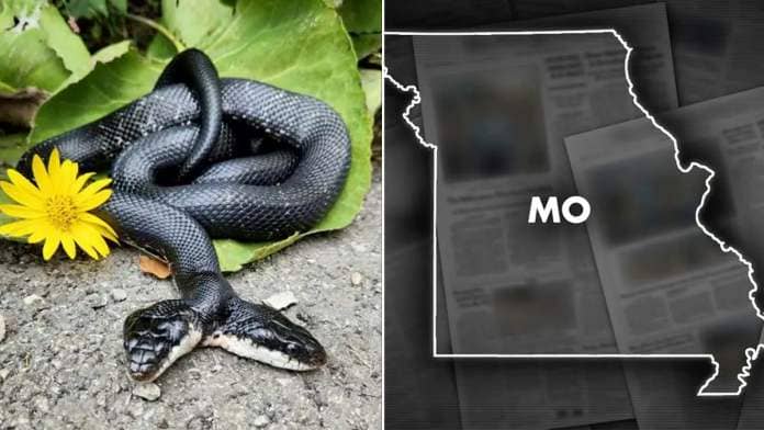 Missouri two-headed snake split