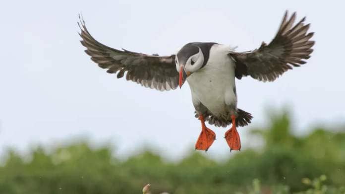 A puffin landing onto the ground with its wings in the air 