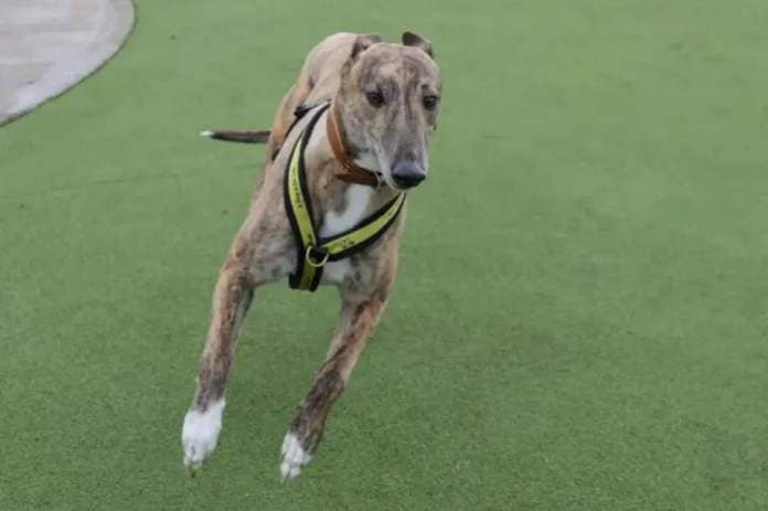 Worcester News: Ross is looking for a new home with a secure garden so he can enjoy fun off the lead 