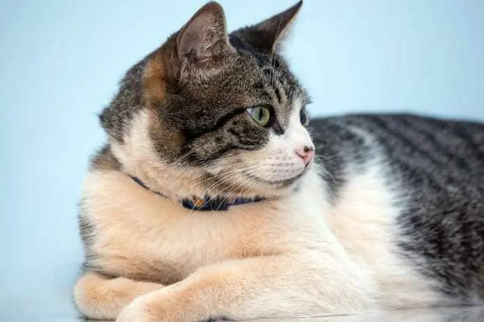 Independent, but also very loving, the American Wirehair cat breed has a calm, sweet and loving personality and can cost up to $1,200.