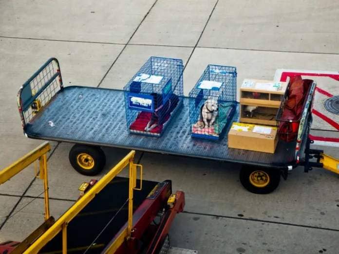 Two dogs in crates at an airport.