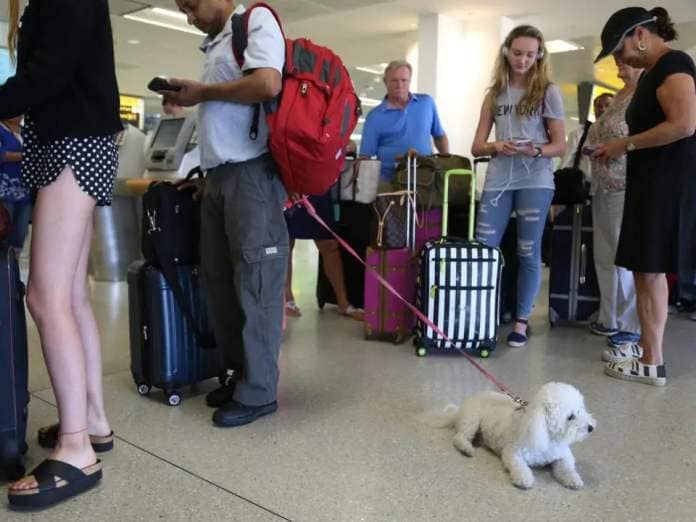 A passenger and his pet wait to board a flight.