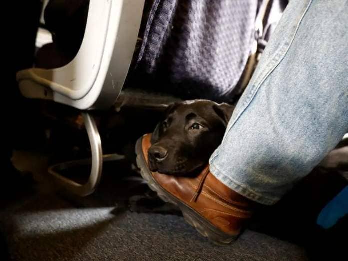A service dog named Orlando on a United Airlines flight.