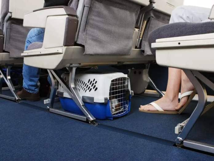 Dog under an airline cabin seat