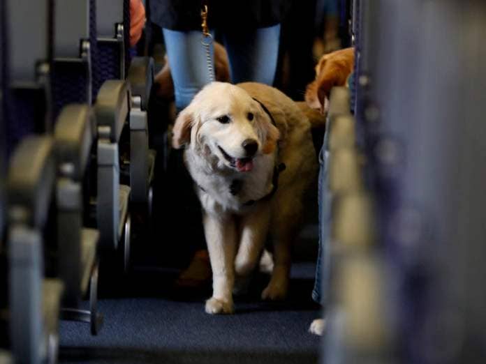 A service dog on a United Airlines flight.