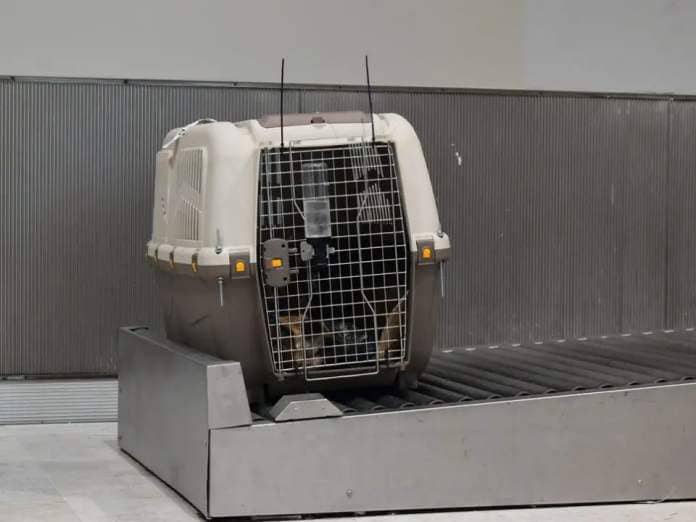 Dog in crate after air travel