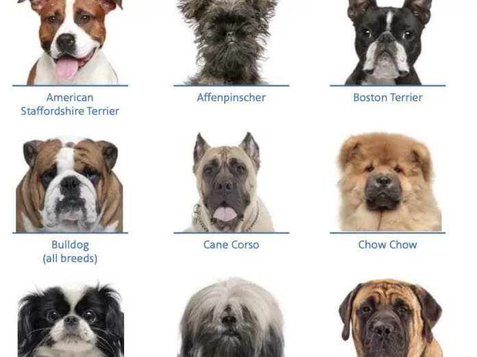 Restricted breeds on American Airlines