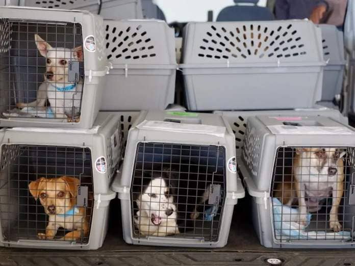 Dogs wait to be loaded onto aircraft