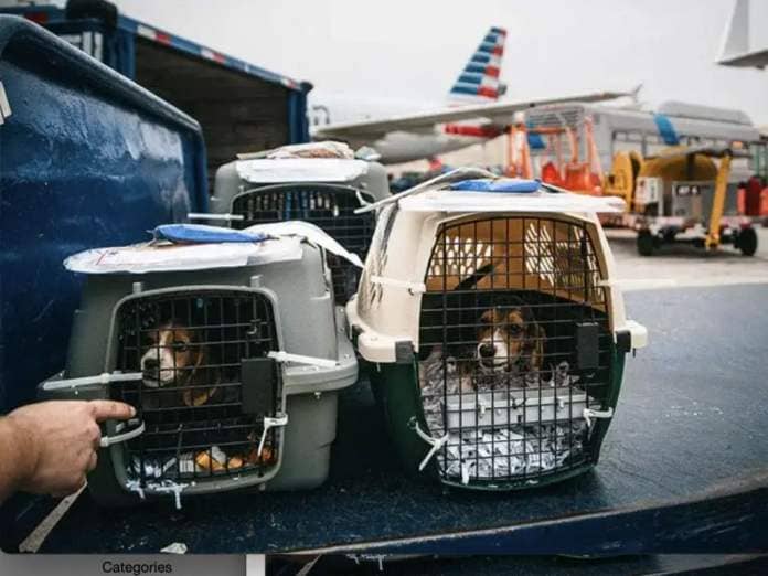 Dogs in pet carriers at an airport.