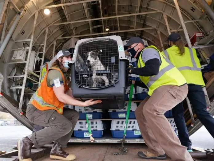 Pets being unloaded from a plane after being rescued from shelters in Hawaii in 2020.