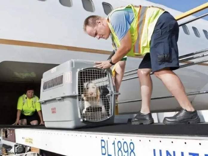 United cargo handlers loading dog onto aircraft
