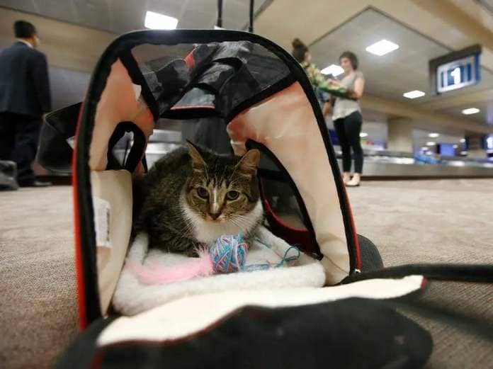 Cat in pet carrier at the Phoenix airport.