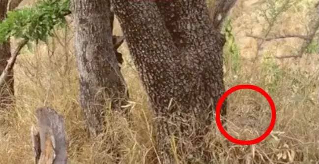 The cheetah is circled in red