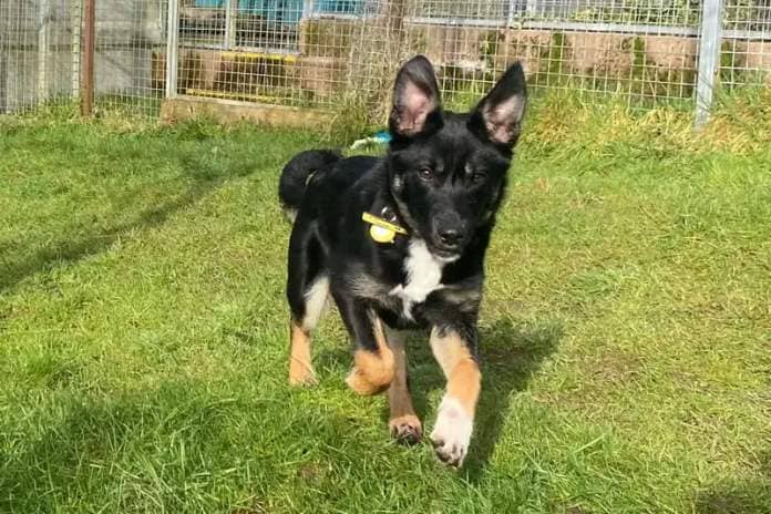 Sally is our gorgeous Collie cross, who is 6 months old. She is your typical Collie - intelligent, fast learning and active. A household that has experience with the breed would be best suited for Sally. Sally is a very confident little girl and will say hello to everybody she passes.